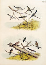 Vireos, Hummingbird, Finch, Flycatchers