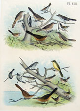 Thrush, Thrasher, Nuthatch, Wren Vireo Sparrow