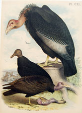 Vultures