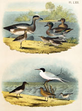 Widgeon, Teal, Snipe, Thrush