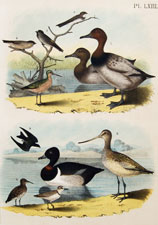 Canvasback duck, martin, swallows