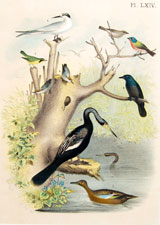 Teal, Ahinga snake bird, grackle, etc.