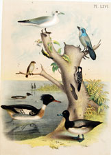 Florida Jay, ducks