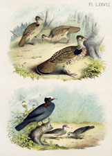 Ruffed Grouse, pheasant partridge, pigeon dove