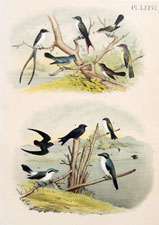 Flycatchers, Shrikes Martins