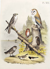 falcon, owls