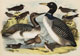 Studer and Jasper Birds of North America 1880