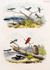 Woodhouse's Jay, Warbler, etc.