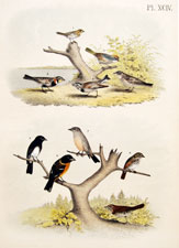 Sparrow, finch, bunting, grosbeak