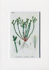Gnaphalium montanum