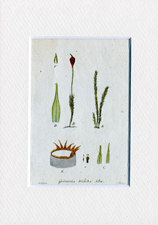 Grimmia tristicha
