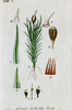 Antique prints of miniature German plants