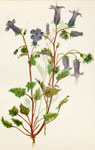 Blue-bells