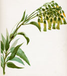 Chinese-Cigarette-Blossom