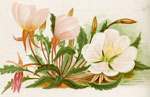 Evening Primrose