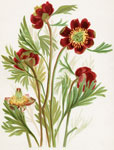 Wild Peony