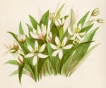 Wood-Lily