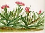 Wild-Thrift