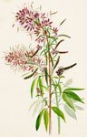 Cleome