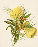 Evening Primrose