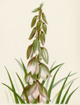 Yucca