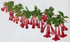 ABELIA FLORIBUNDA