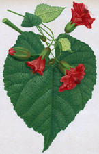 ABUTILON IGNEUM