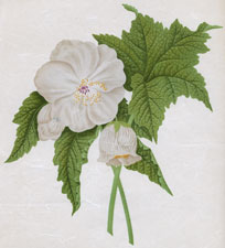 ABUTILON VITIFOLIUM