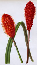 ABYSSINIAN KNIPHOFIA