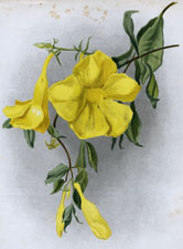 ALLAMANDA GRANDIFLORA