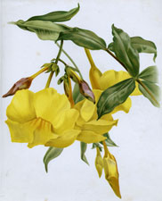 ALLAMANDA HENDERSONII