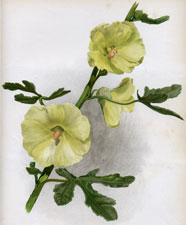 ALTHAEA FICIFOLIA