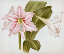 AMARYLLIS MRS. GARFIELD