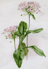 ANDROSACE FOLIOSA