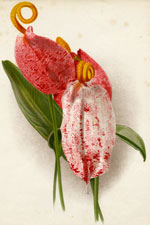 ANTHURIUM ROTHSCHILDIANUM AND VARIETIES