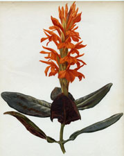 APHELANDRA NITENS