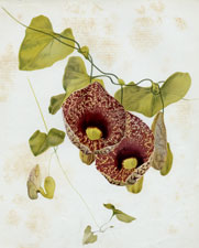 ARISTOLOCHIA ELEGANS