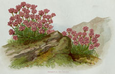 ARMERIA SETACEA