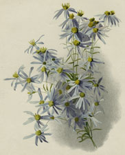 ASTER ACRIS (BLUE STARWORT)