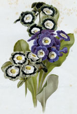 AURICULAS