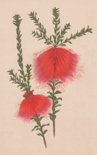 BEAUFORTIA SPLENDENS