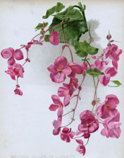BEGONIA GLOIRE DE LORRAINE