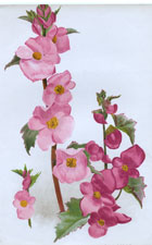 BEGONIA MARTIANA