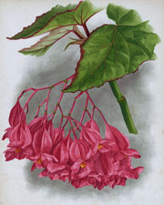 BEGONIA PRESIDENT CARNOT