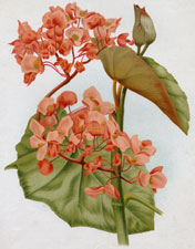 BEGONIA ROEZLI