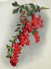 BERBERIS ASPERMA