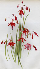 BESSERA ELEGANS