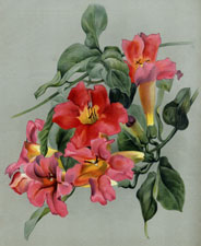 BIGNONIA CHERERE