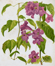 BIGNONIA PURPUREA