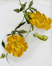 BIGNONIA TWEEDIANA